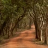 Wilpattu National Park